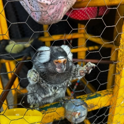 Polícia Civil combate posse ilegal de animal exótico em Sorocaba