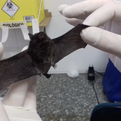 Sorocaba confirma segundo caso positivo de raiva em morcego em 2026