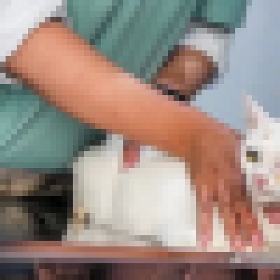 Seu pet foi picado por um animal peçonhento? Veja dicas do Butantan