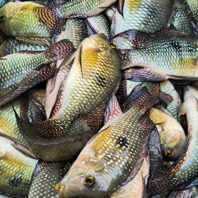 Polícia Militar Ambiental autua dupla por pesca ilegal na Represa de Itupararanga, em Alumínio