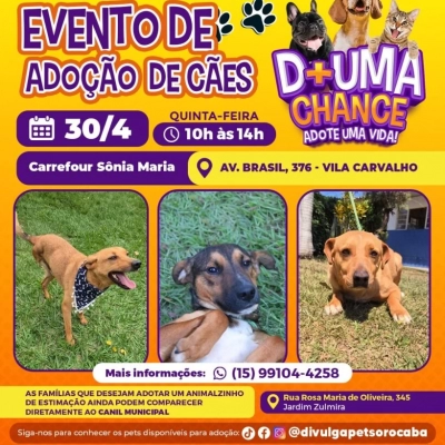 Evento de adoção de cães do Canil Municipal de Sorocaba estará no Carrefour Sônia Maria nesta quinta-feira (30)