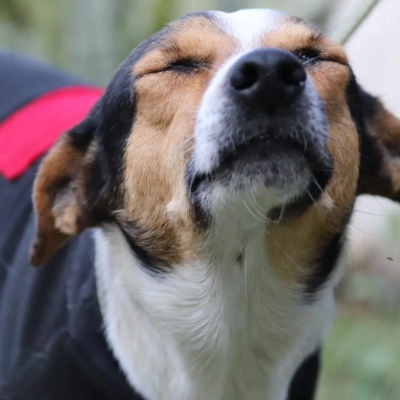 Canil Municipal de Sorocaba estará de portas abertas para adoção responsável de cães e gatos neste sábado (28)