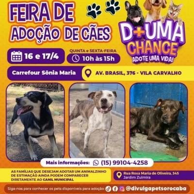 Feira de adoção de cães do Canil Municipal de Sorocaba é levada ao Carrefour Sônia Maria nesta quinta e sexta-feira (16 e 17)
