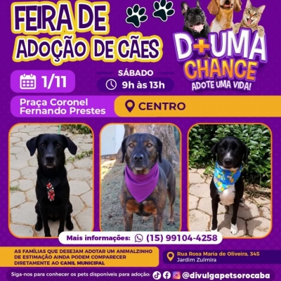 Feira de adoção de cães do Canil Municipal ocorrerá na Praça Coronel Fernando Prestes neste sábado (1)