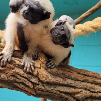 Zoo de Sorocaba participa de ação de conservação de primata entre os mais ameaçados do mundo