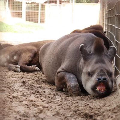 Prefeitura de Sorocaba abre agendamento para visitas monitoradas no Zoológico