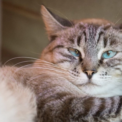 3ª edição do “Sorocaba PET Show” acontecerá no dia 5 de outubro no Parque Campolim