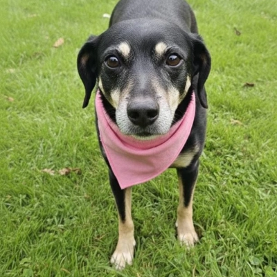 Feira de adoção de cães do Canil Municipal é realizada no Parque Campolim neste sábado (14)
