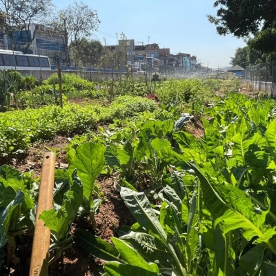Sorocaba participa de capacitação nacional em agricultura urbana