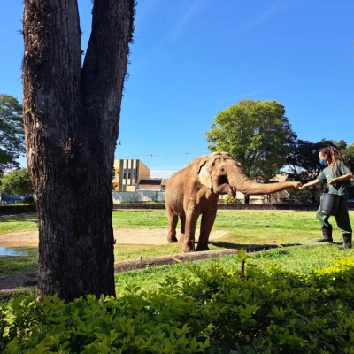 Prefeitura vai recorrer da decisão judicial a respeito da transferência do elefante Sandro do Zoo de Sorocaba