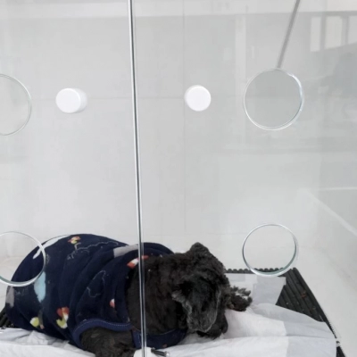 Tutor é conduzido à Delegacia de Polícia por flagrante de maus-tratos a cão em Sorocaba