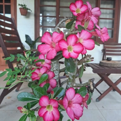 Cultivo da rosa-do-deserto é tratado em encontro do Clube de Jardinagem do Botânico