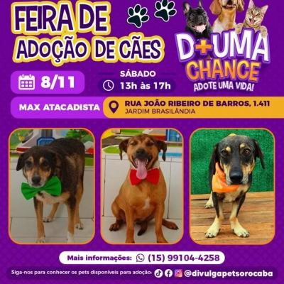 Prefeitura de Sorocaba promove dia de adoção de cães no Jardim Brasilândia neste sábado (8)