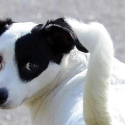 Prefeitura de Sorocaba abre inscrições para castração gratuita de cães e gatos no mês de novembro