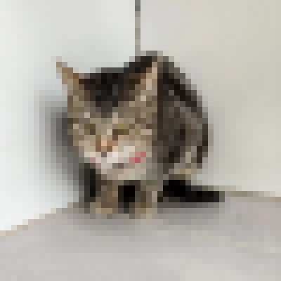 Prefeitura de Sorocaba promove dia de adoção de cães e gatos no Jardim Brasilândia neste sábado (9)