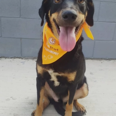Feira de adoção de cães do Canil Municipal ocorrerá no Parque Campolim neste sábado (28)