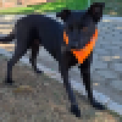 Feira de adoção de cães da Prefeitura de Sorocaba acontece no Jardim Brasilândia neste sábado (25)