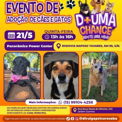 Panorâmico Power Center recebe evento de adoção de cães do Canil Municipal de Sorocaba nesta quinta-feira (21)