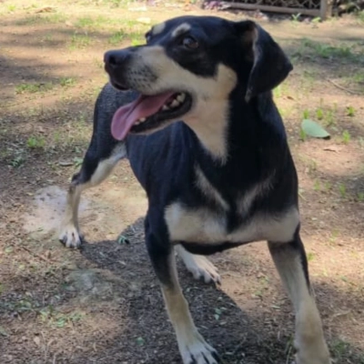 CEAGESP recebe evento de adoção de cães do Canil Municipal de Sorocaba nesta sexta (16)