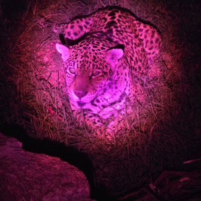 Prefeitura de Sorocaba realizará inscrições para Visitas Monitoradas Noturnas no Zoo