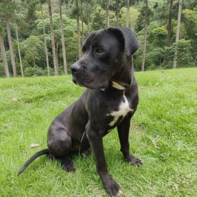 Cão resgatado de maus-tratos em Sorocaba se recupera e está disponível para adoção responsável