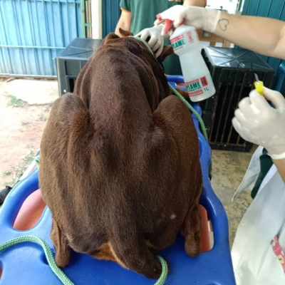 Prefeitura de Sorocaba resgata três cães em situação de maus-tratos no Parque das Paineiras