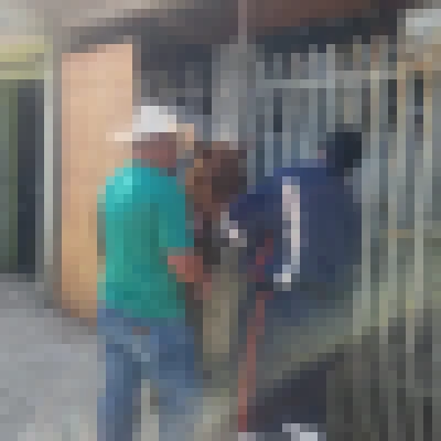 GCM e Sema atuam em resgate de equino atropelado na Zona Norte
