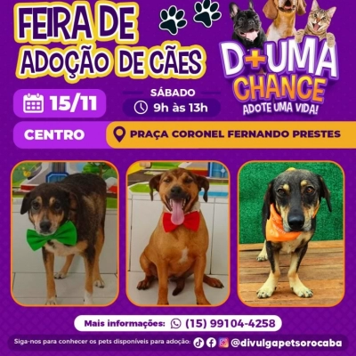 Feira de adoção de cães do Canil Municipal ocorrerá na Praça Coronel Fernando Prestes neste sábado (15)