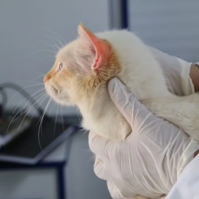 Consultório Veterinário Móvel atenderá no Recreio dos Sorocabanos na próxima semana