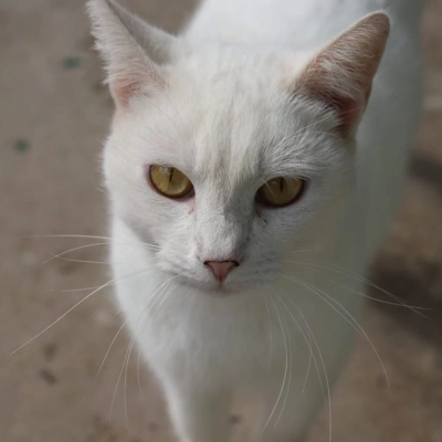 Prefeitura de Sorocaba abre inscrições para castração gratuita de cães e gatos no mês de outubro