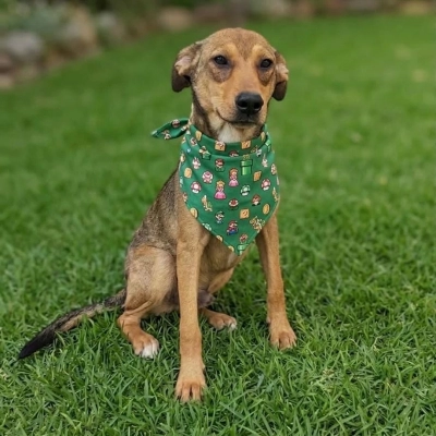 Evento de adoção de cães do Canil Municipal de Sorocaba acontecerá no Carrefour Sônia Maria neste sábado (30)