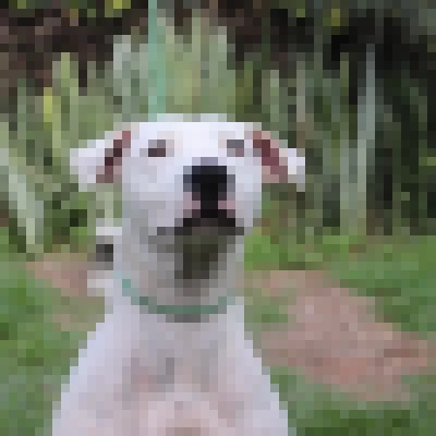 Prefeitura de Sorocaba promove de adoção de cães no Jardim Brasilândia neste sábado (14)