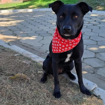 Evento de adoção de cães do Canil Municipal ocorrerá no Parque Campolim neste sábado (23)