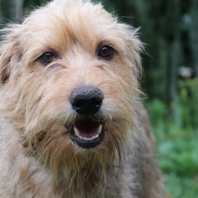 Abertas as inscrições para castração gratuita de cães e gatos em Sorocaba no mês de setembro