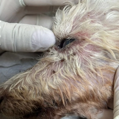 Tutora de cachorro atendido no Hospital Veterinário de Sorocaba é encaminhada à polícia por flagrante de maus-tratos