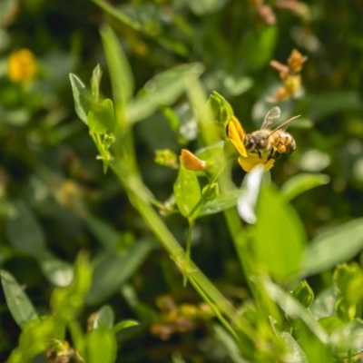 Curso de férias do Jardim Botânico de Sorocaba ocorre na próxima semana