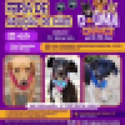 Feira de adoção de cães do Canil Municipal ocorrerá na Vila Hortência neste sábado (6)