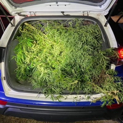 GCM localiza plantação de maconha em área de preservação no Jardim Santa Marina