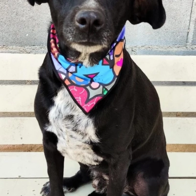Feira de adoção de cães do Canil Municipal ocorrerá no Parque das Águas neste sábado (24)