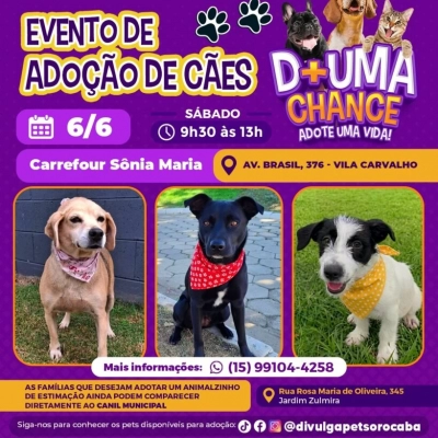 Evento de adoção de cães do Canil Municipal de Sorocaba acontecerá no Carrefour Sônia Maria neste sábado (6)