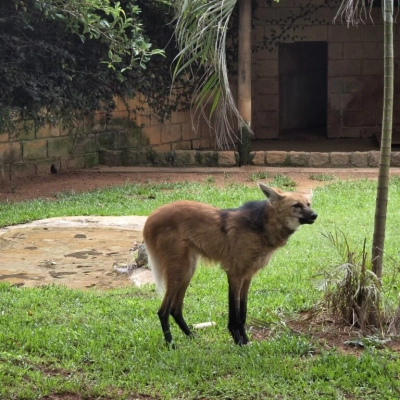 Dia do Lobo-Guará reúne mais de 1.800 pessoas em programação educativa no Zoo de Sorocaba