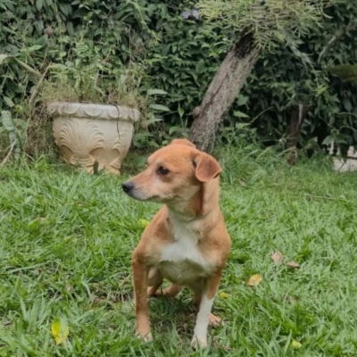 CEAGESP recebe evento de adoção de cães do Canil Municipal de Sorocaba nesta sexta (12)