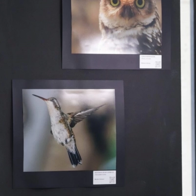 Exposição fotográfica destaca a relação entre aves e plantas no Jardim Botânico de Sorocaba