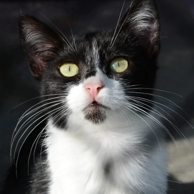 Abertas as inscrições para castração gratuita de cães e gatos em Sorocaba no mês de julho