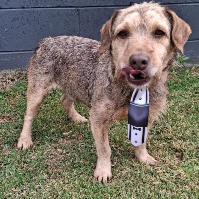 Parque das Águas recebe a feira de adoção de cães e gatos do Canil Municipal neste sábado (7)