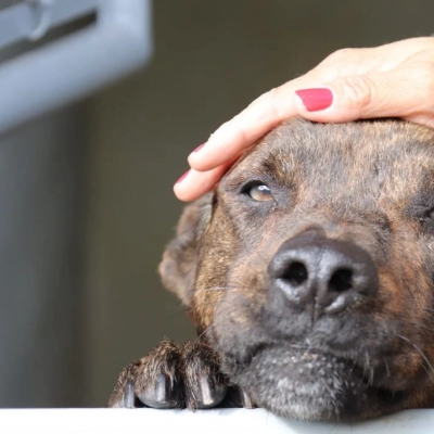 Canil Municipal de Sorocaba é aberto para adoção responsável de cães e gatos neste sábado (25)