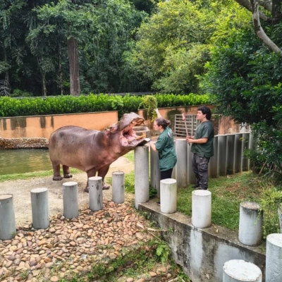 Zoológico de Sorocaba celebrou o Dia do Hipopótamo