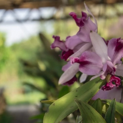 Oficina de cultivo de orquídeas é realizada no Jardim Botânico de Sorocaba neste sábado (8)