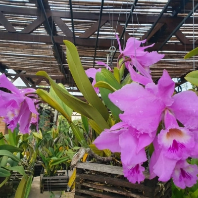 Encontro do Círculo Orquidófilo Sorocabano ocorre no Jardim Botânico neste domingo (17)
