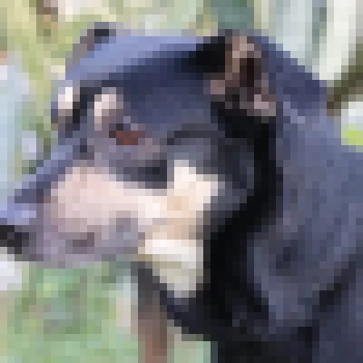 Feira de adoção de cães é levada ao Parque das Águas
